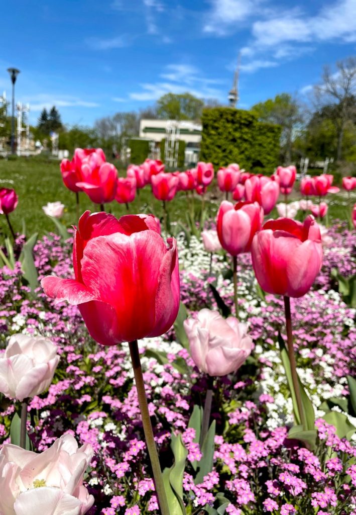 rozkvetlé tulipány